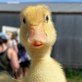 MRduck